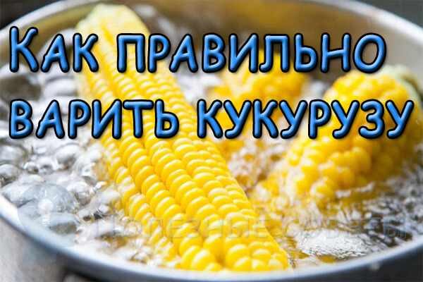 Как правильно варить кукурузу